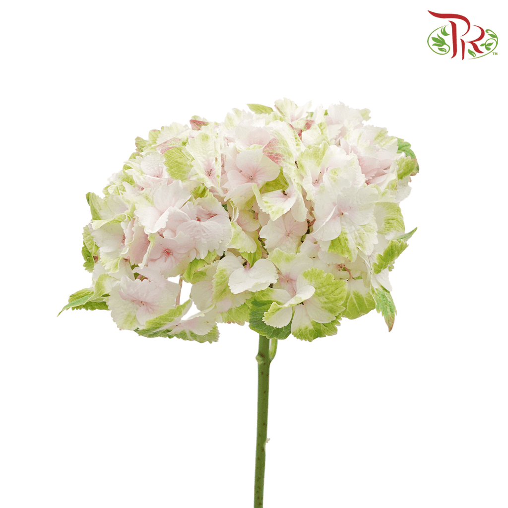 Hydrangea《绣球花》