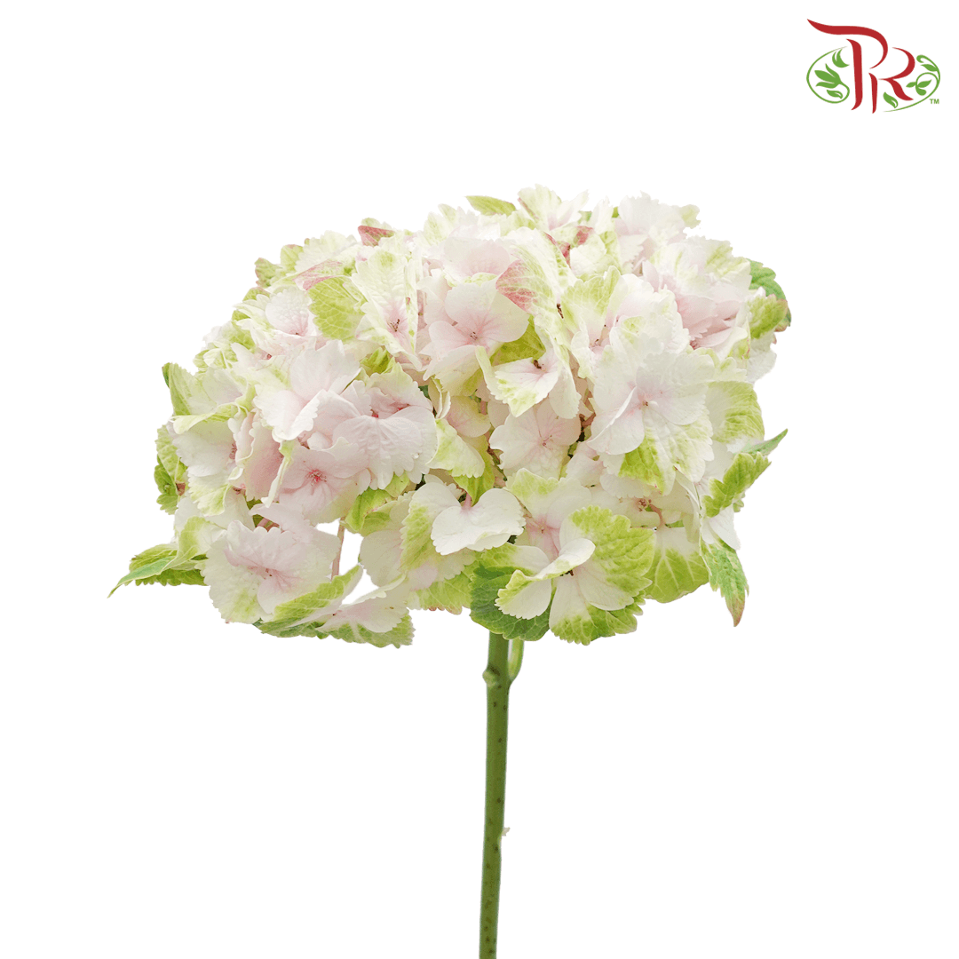 Hydrangea《绣球花》