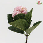 Hydrangea 《绣球花》