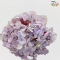 Hydrangea - Lilac (Per Stem)-Lilac-Malaysia-prflorist.com.my