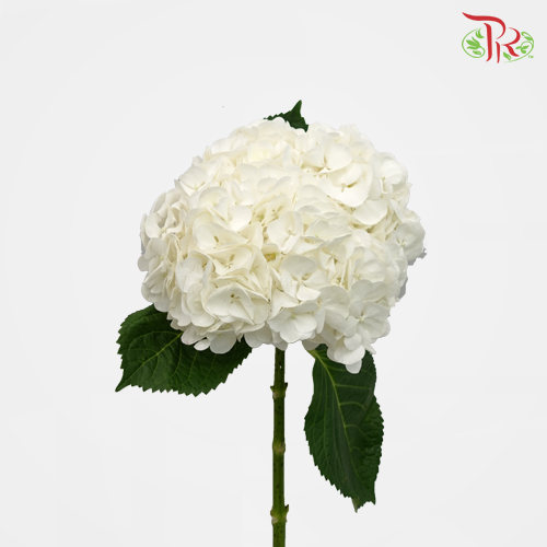 Hydrangea Magical Pearl White - (Per Stem)-Netherland-prflorist.com.my