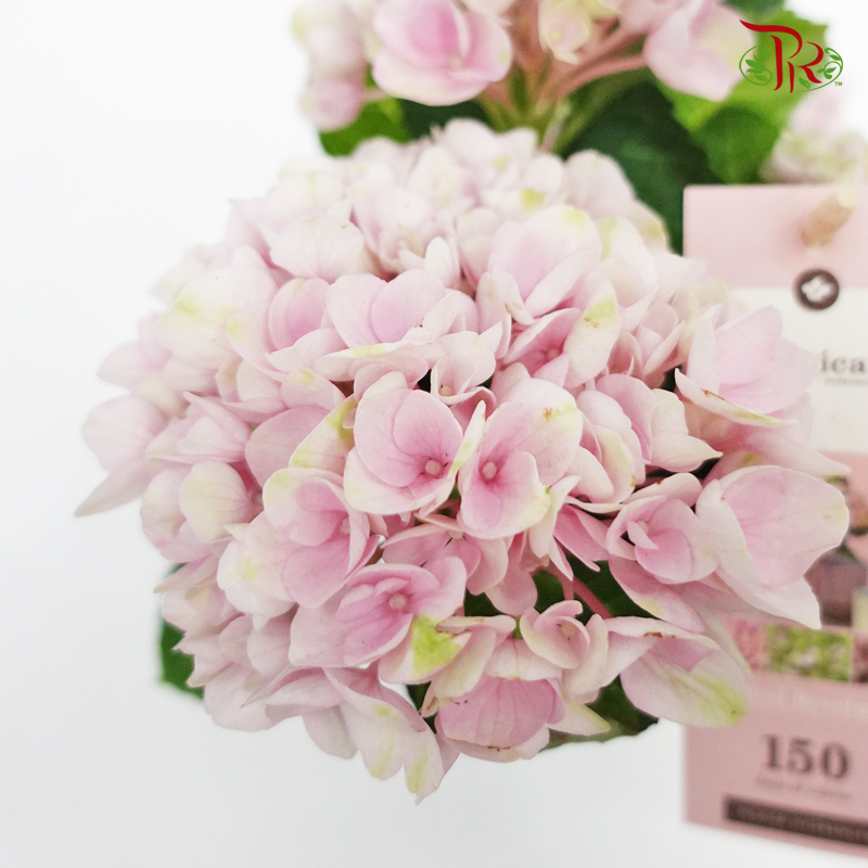 Hydrangea Magical Revolution 3BL - Pink 《绣球花》-Pudu Ria Florist-prflorist.com.my