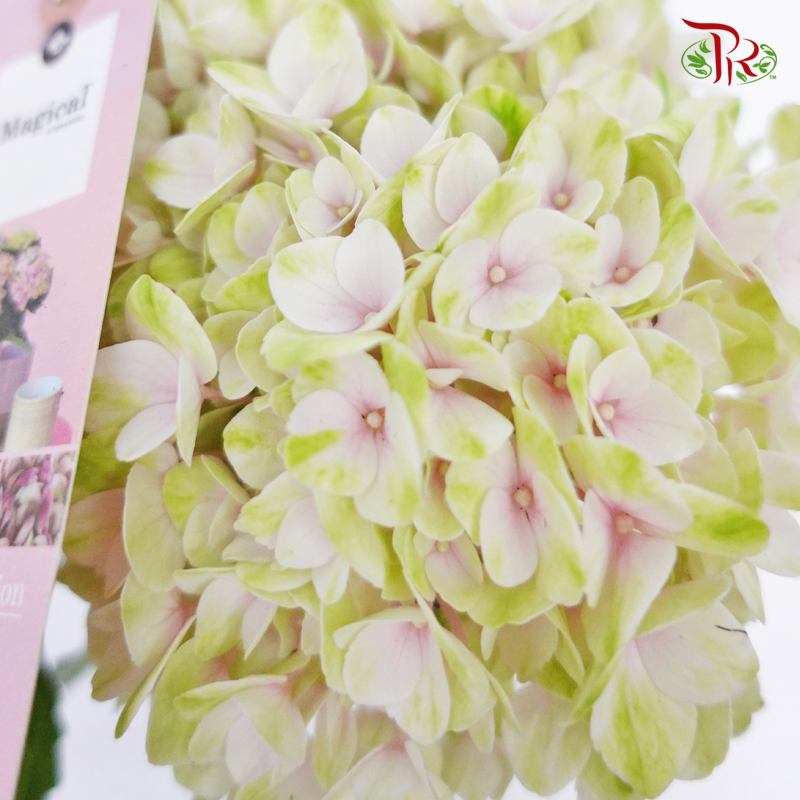 Hydrangea Magical Revolution 3BL - Pink 《绣球花》-Pudu Ria Florist-prflorist.com.my