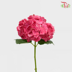 Hydrangea - Magical Trophy Pink (Per Stem)-Red-Kenya-prflorist.com.my