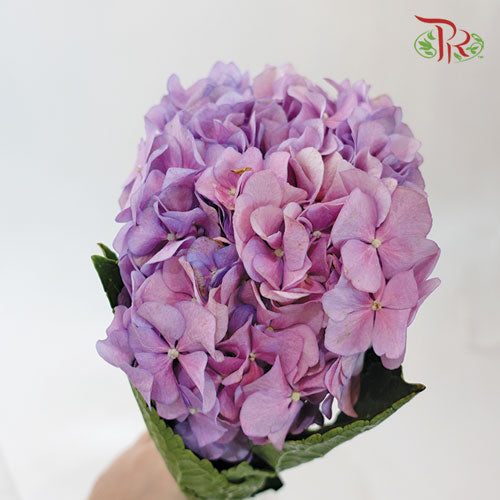 Hydrangea Mini - Lilac Pink (3 Stems)-Lilac-China-prflorist.com.my