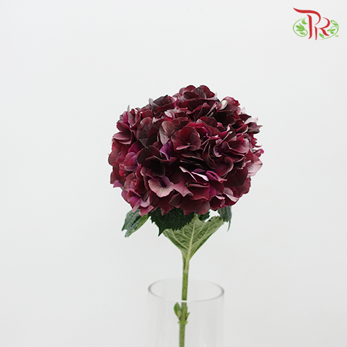 Hydrangea Mixed Maroon - (Per Stem)-Netherland-prflorist.com.my