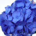 Hydrangea (Small Head)