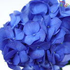 Hydrangea (Small Head)