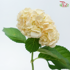 Hydrangea - Orange (Per Stem)-Orange-Netherland-prflorist.com.my