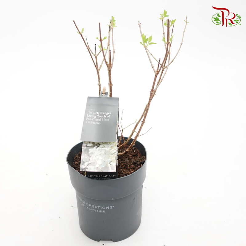 Hydrangea Paniculata 《圓錐绣球花》