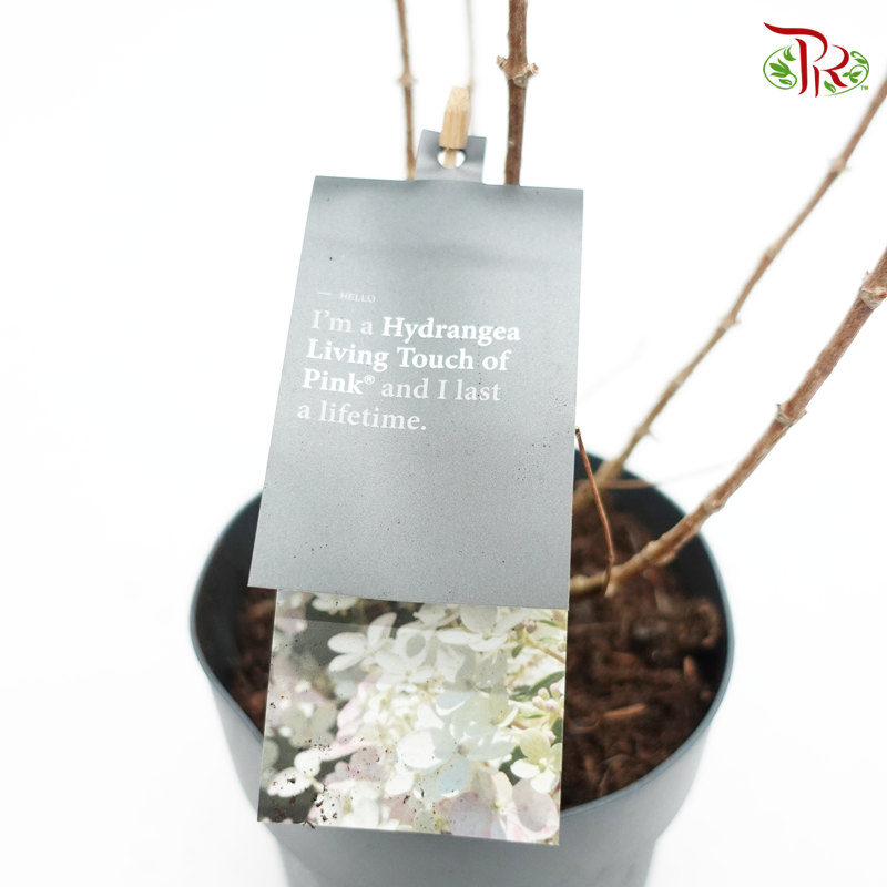 Hydrangea Paniculata 《圓錐绣球花》