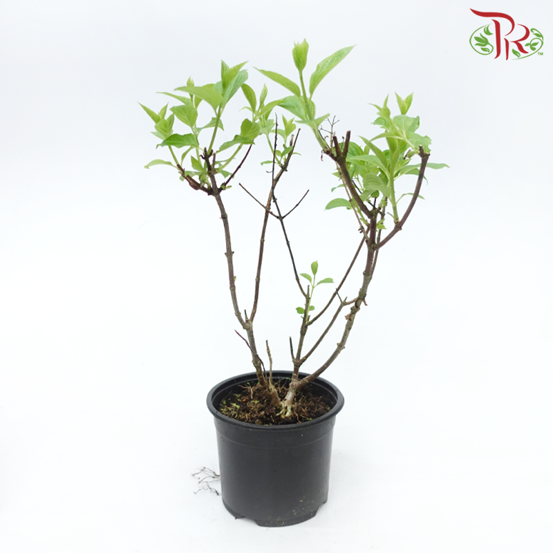 Hydrangea Paniculata《圆锥绣球花》(30cm)-Pudu Ria Florist-prflorist.com.my