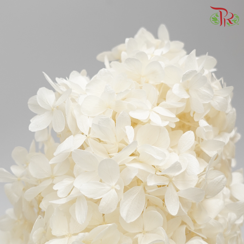 Hydrangea PeeGee (Stem) Preservative - Cream White ( 0152-0-011 )-White-Japan-prflorist.com.my