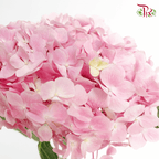 Hydrangea (Small Head)