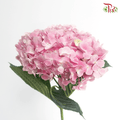 Hydrangea - Pink ( Per Stem )-China-prflorist.com.my