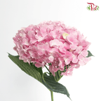 Hydrangea - Pink ( Per Stem )-China-prflorist.com.my