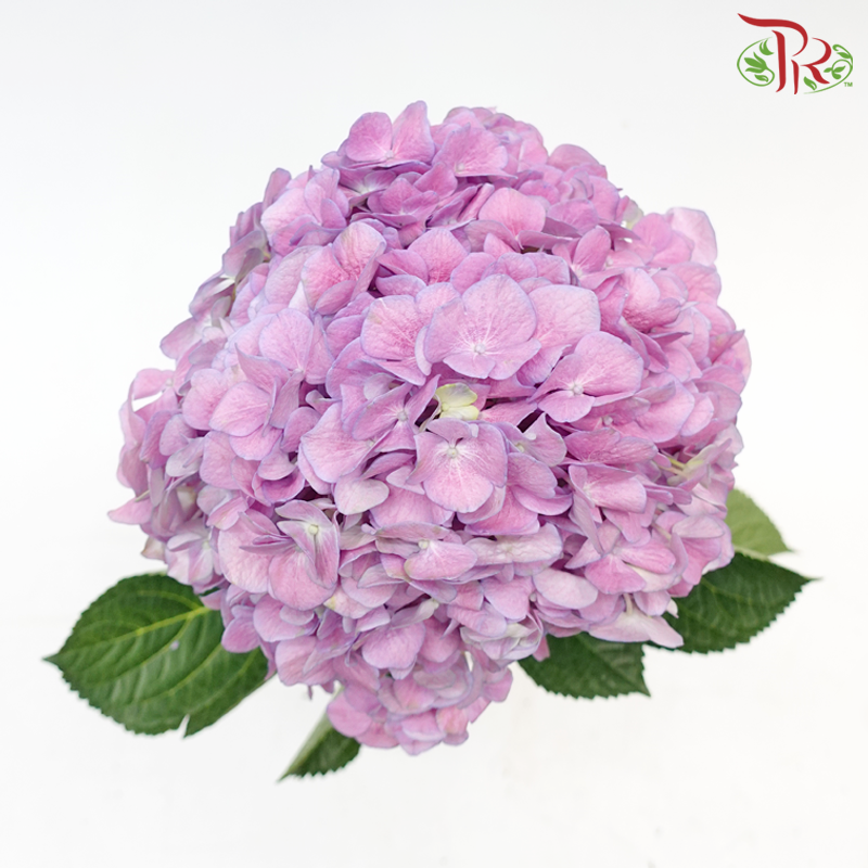 Hydrangea - Purple (Per Stem)-Purple-China-prflorist.com.my