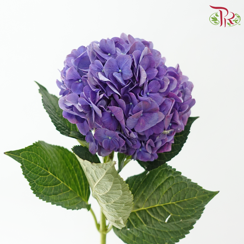 Hydrangea - Purple (Per Stem)-Purple-China-prflorist.com.my
