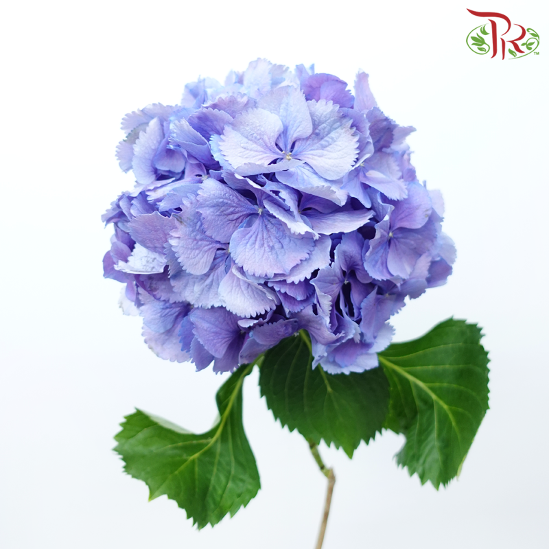 Hydrangea - Purple Shade (Per Stem)-Purple Shade-Netherland-prflorist.com.my