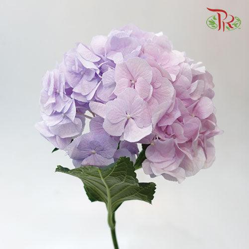 Hydrangea - Purple Shade Pink Tone (Per Stem)-Purple-Vietnam-prflorist.com.my