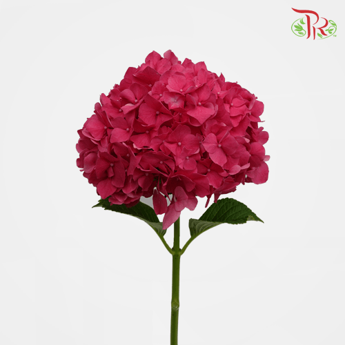 Hydrangea - Red (Per Stem)-Red-Netherland-prflorist.com.my