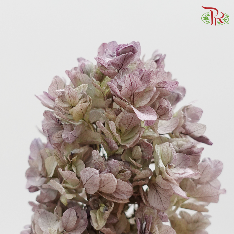 Hydrangea Snow Flake (Stem) Preservative ( 0107-6-471 )-Japan-prflorist.com.my