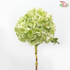 Hydrangea - Tea Green (Per Stem)-Tea Green-China-prflorist.com.my