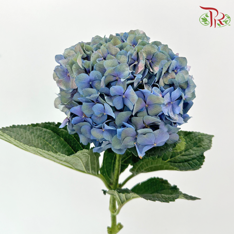 Hydrangea - Tone Blue Mixed Purple & Green (Per Stem) **Capitulum Measurement:15-16cm**-Tone Blue Mixed Purple & Green-China-prflorist.com.my