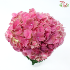 Hydrangea - Trophy Cherry Pink Red (Per Stem)-Red-Vietnam-prflorist.com.my