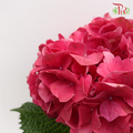 Hydrangea《绣球花》