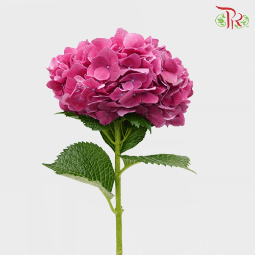 Hydrangea - Trophy Mix Colour (Per Stem)-Vietnam-prflorist.com.my