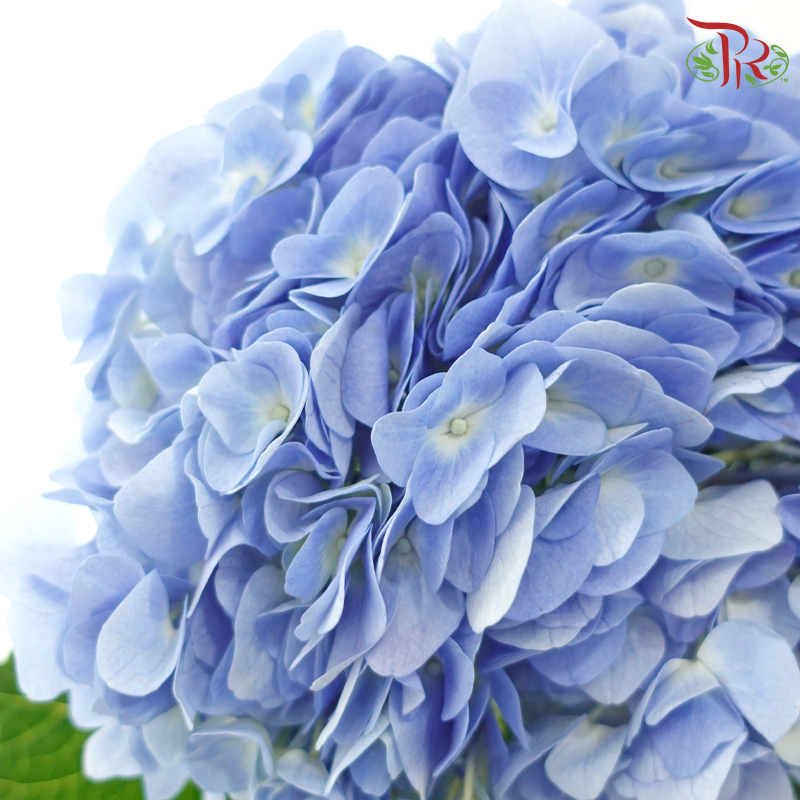 Hydrangea (Small Head)