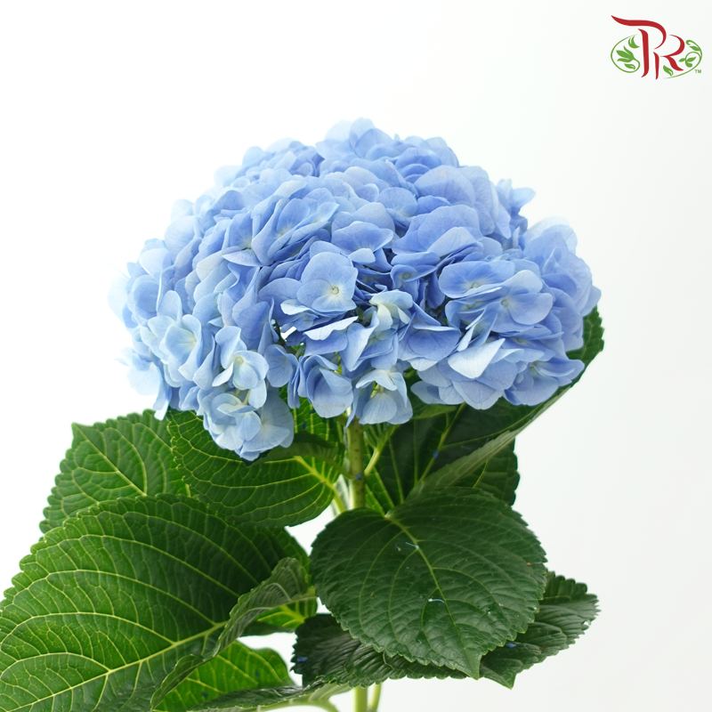 Hydrangea (Small Head)
