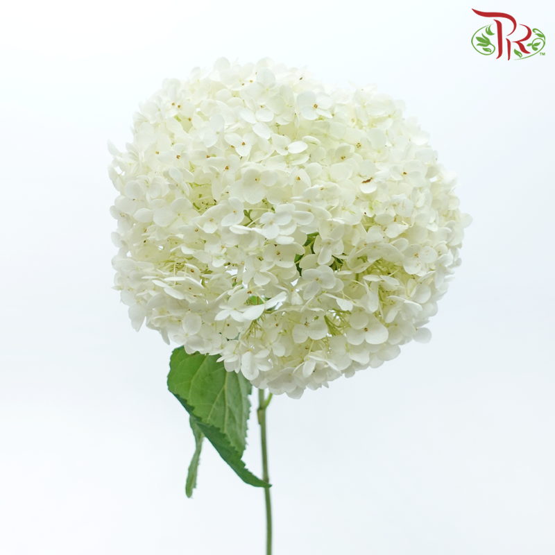Hydrangea - White (Per Stem)-White-China-prflorist.com.my