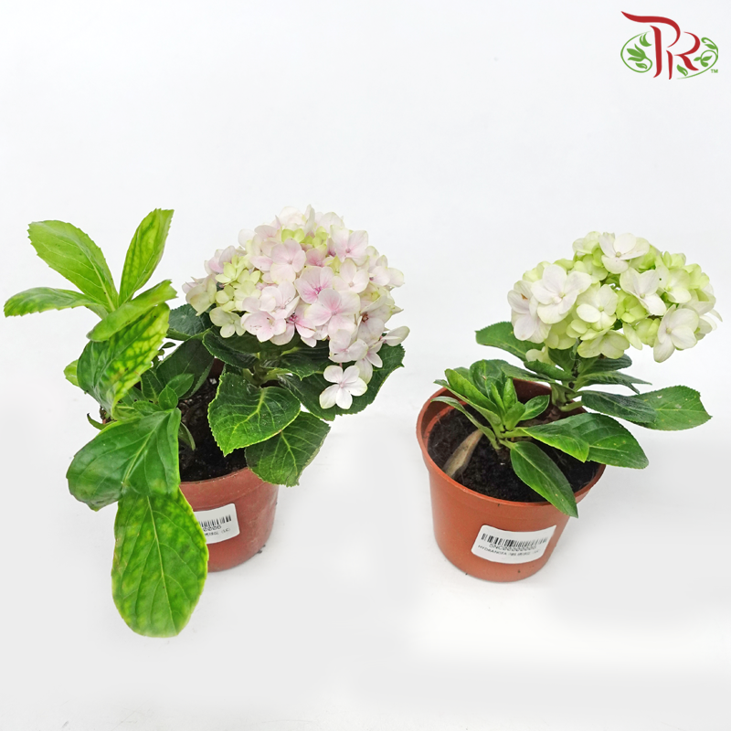 Hydrangea《绣球花》(Randomly Selected)
