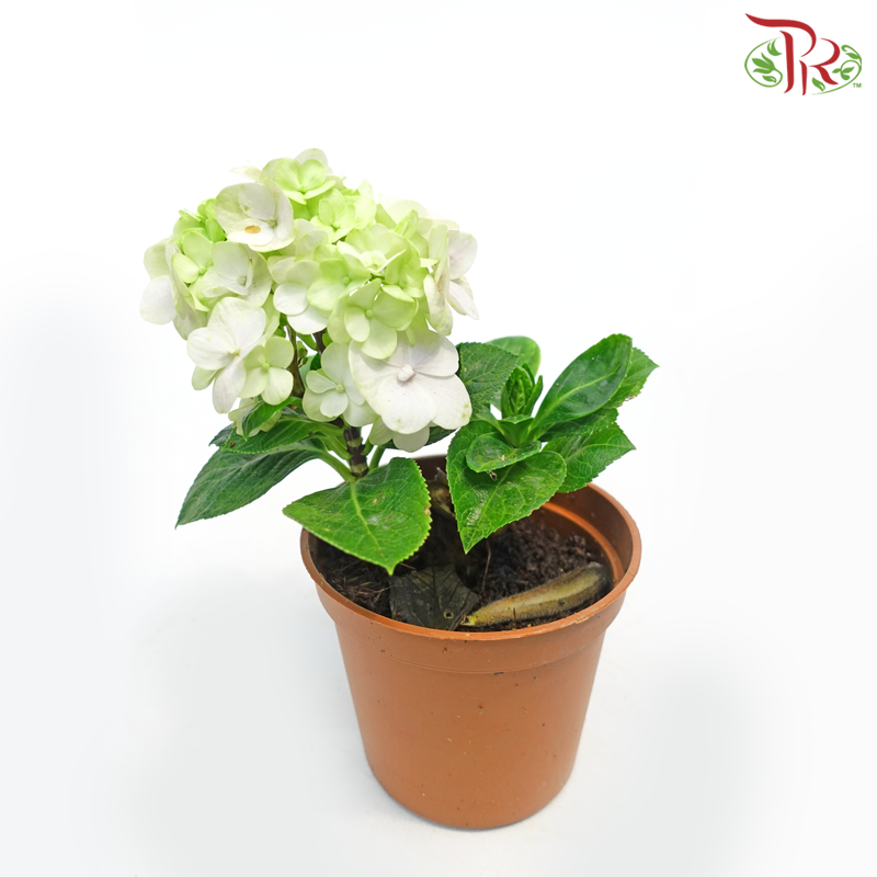 Hydrangea《绣球花》(Randomly Selected)