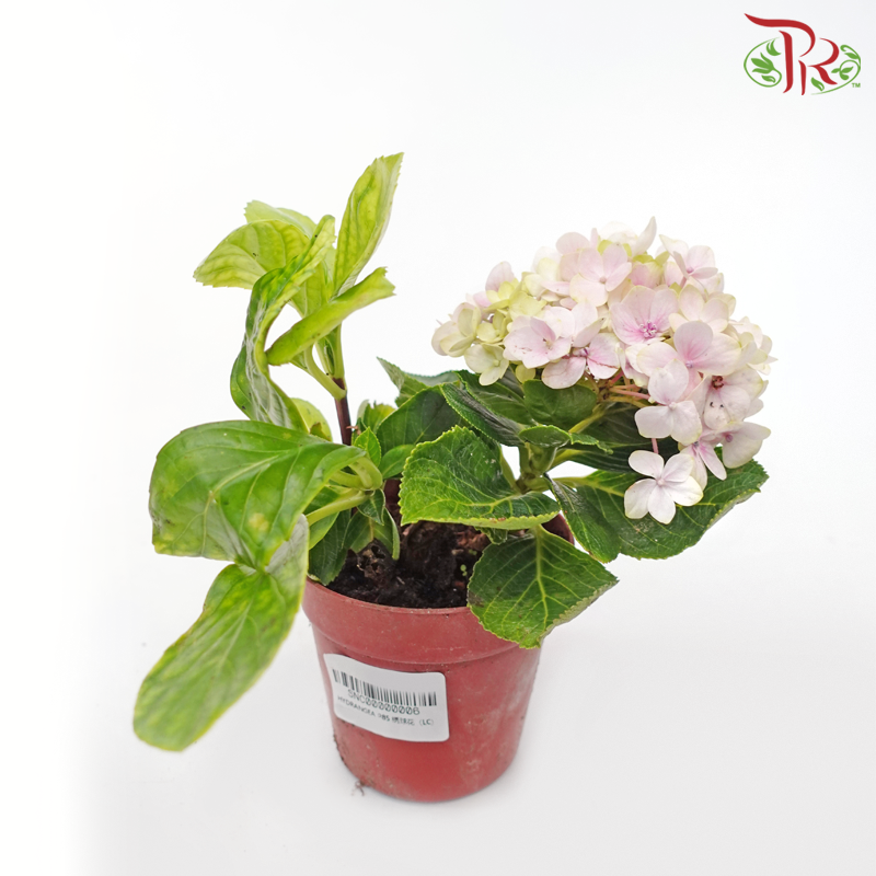 Hydrangea《绣球花》(Randomly Selected)