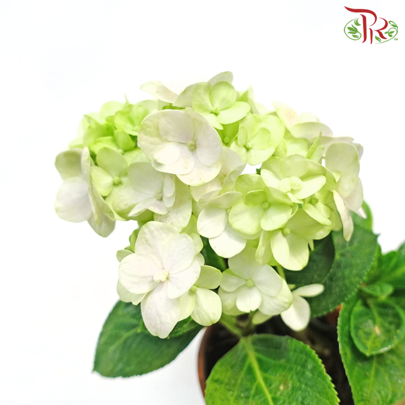 Hydrangea《绣球花》(Randomly Selected)