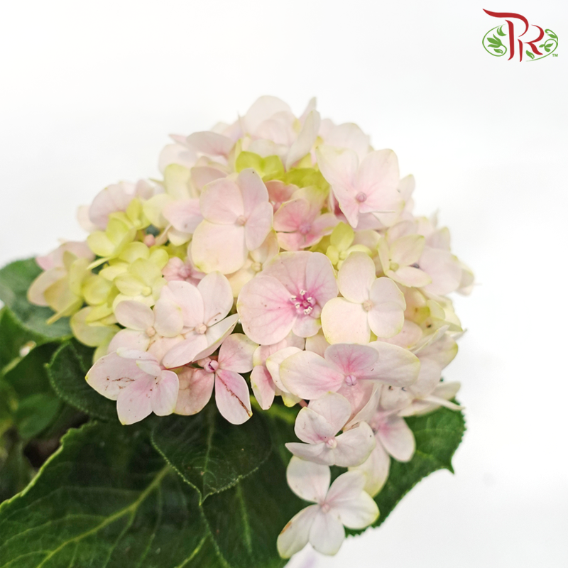 Hydrangea《绣球花》(Randomly Selected)