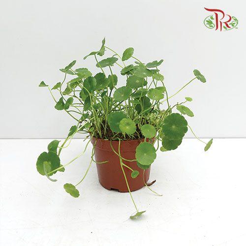 Hydrocotyle Vulgaris (Pegaga)《銅錢草》