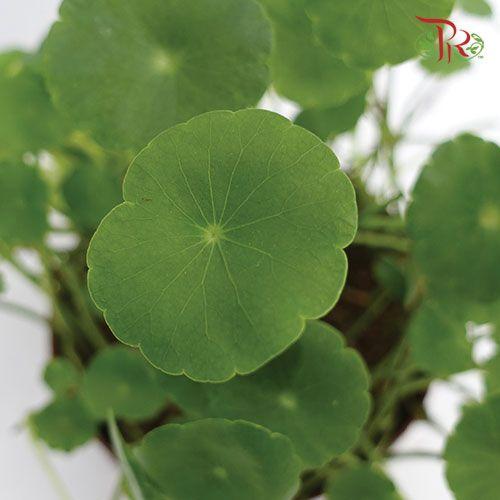 Hydrocotyle Vulgaris (Pegaga)《銅錢草》