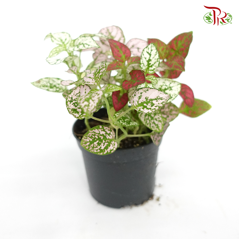 Hypoestes Mixed (3 colours in a pot) 《嫣红蔓》-Pudu Ria Florist-prflorist.com.my