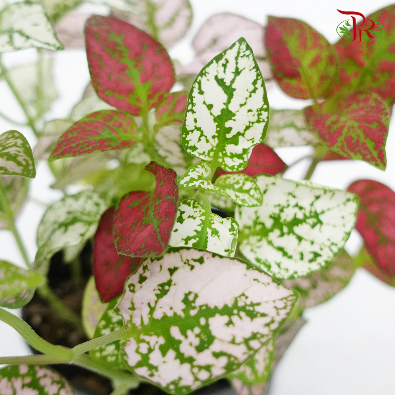 Hypoestes Mixed (3 colours in a pot) 《嫣红蔓》-Pudu Ria Florist-prflorist.com.my