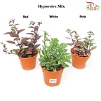Hypoestes Mixed 《嫣红蔓》J01