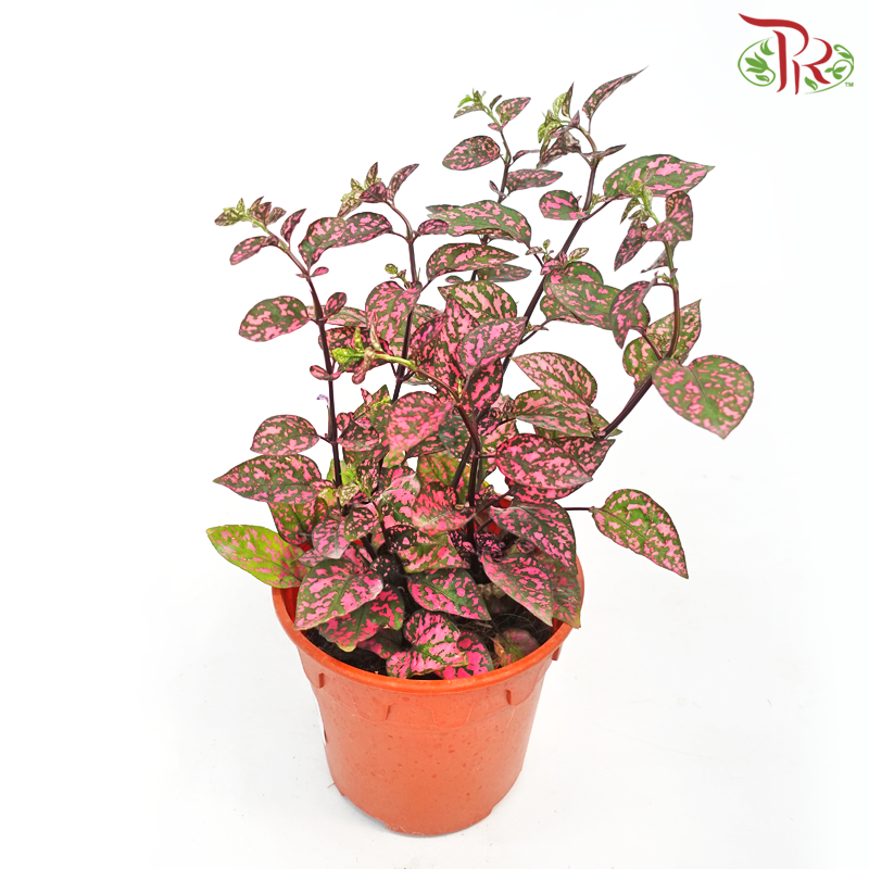 Hypoestes Mixed 《嫣红蔓》