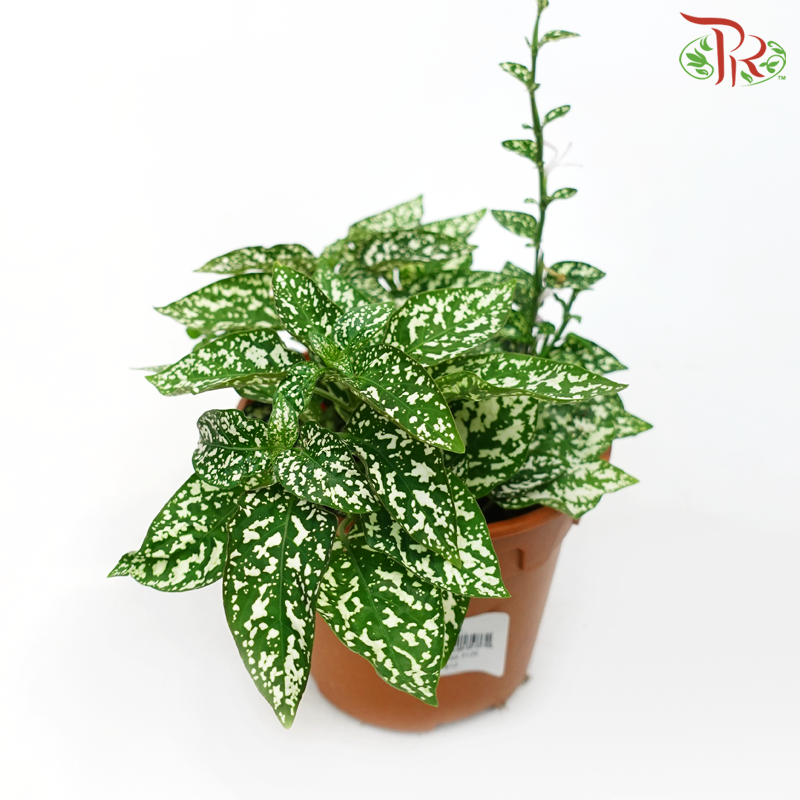 Hypoestes Mixed 《嫣红蔓》