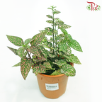 Hypoestes Mixed 《嫣红蔓》J01