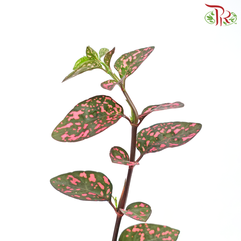 Hypoestes Mixed 《嫣红蔓》