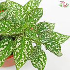 Hypoestes Mixed 《嫣红蔓》J01