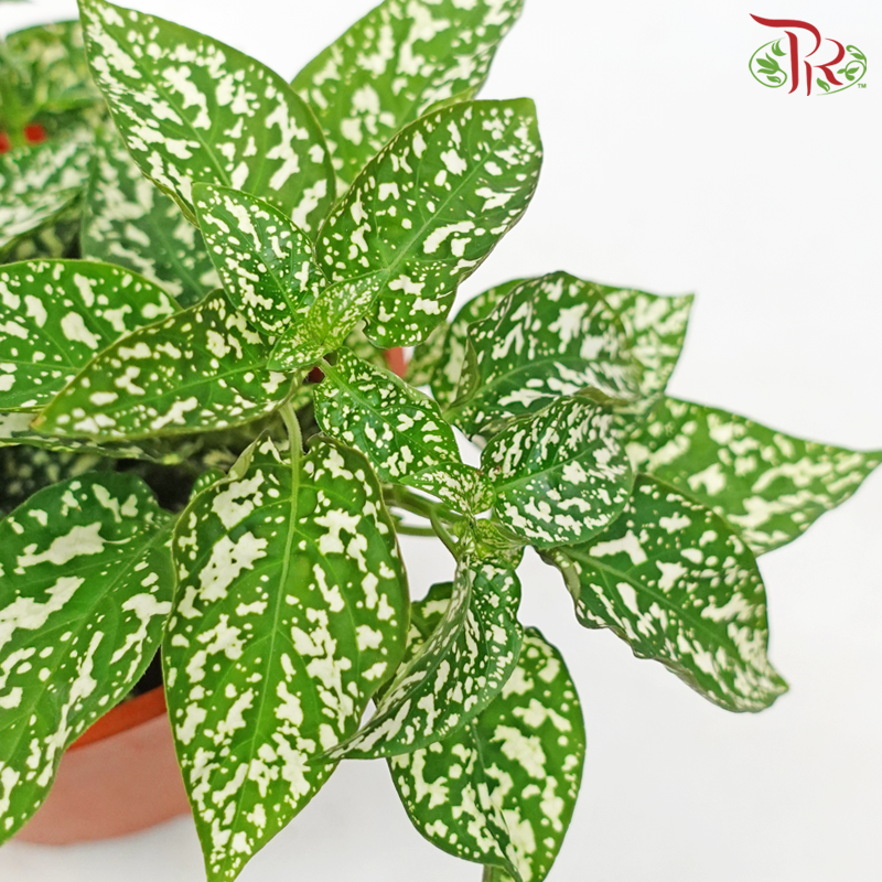 Hypoestes Mixed 《嫣红蔓》